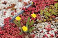 Leontodon