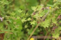 Geranium rotundifolium