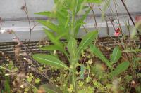 Lactuca serriola
