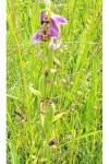 Ophrys apifera