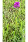 Anacamptis pyramidalis