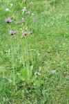 Ophrys apifera