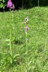 Anacamptis pyramidalis
