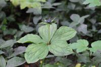 Paris quadrifolia