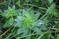 Hylotelephium telephium