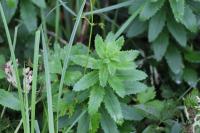 Hylotelephium telephium