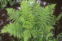 Athyrium filix-femina