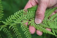 Athyrium filix-femina