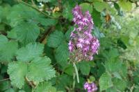 Anacamptis pyramidalis