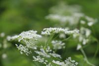 Chaerophyllum temulum
