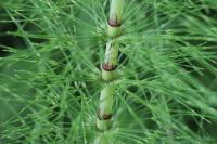 Equisetum telmateia