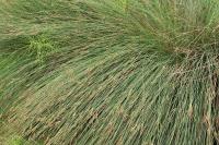 Juncus inflexus