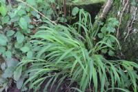 Brachypodium sylvaticum