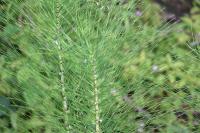 Equisetum telmateia