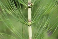 Equisetum telmateia