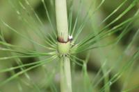 Equisetum telmateia