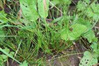 Juncus bufonius