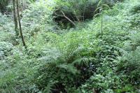 Athyrium filix-femina