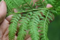 Athyrium filix-femina