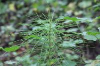 Equisetum fluviatile