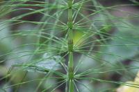 Equisetum fluviatile