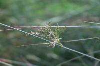 Juncus inflexus