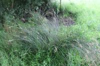 Juncus inflexus