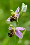 Ophrys apifera