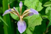 Iris foetidissima