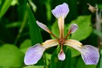 Iris foetidissima