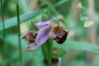Ophrys apifera