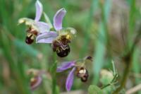 Ophrys apifera
