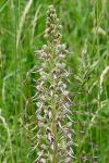 Himantoglossum hircinum