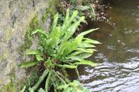 Asplenium scolopendrium