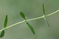 Helianthemum nummularium