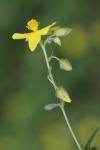 Helianthemum nummularium