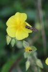 Helianthemum nummularium