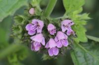 Ballota nigra