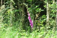 Digitalis purpurea