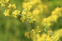 Galium verum
