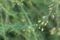 Asparagus officinalis