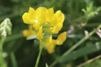 Lathyrus pratensis