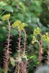 Petrosedum rupestre