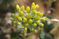 Petrosedum rupestre