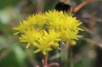 Petrosedum rupestre