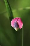 Lathyrus nissolia