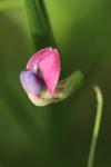 Lathyrus nissolia