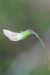 Lathyrus nissolia