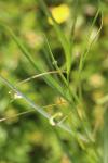 Lathyrus nissolia