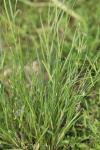 Lathyrus nissolia